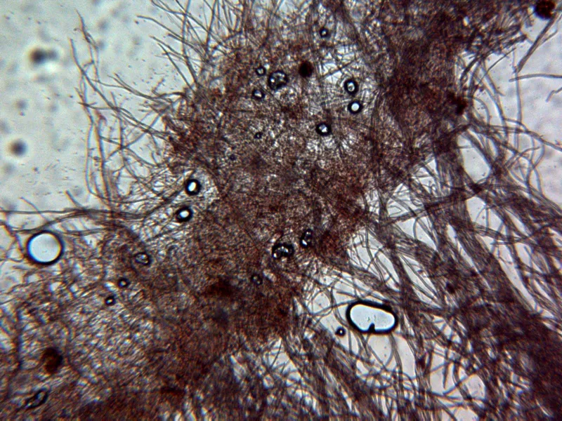 Cerrena unicolor 11 - Pilosidad sombrero x 100